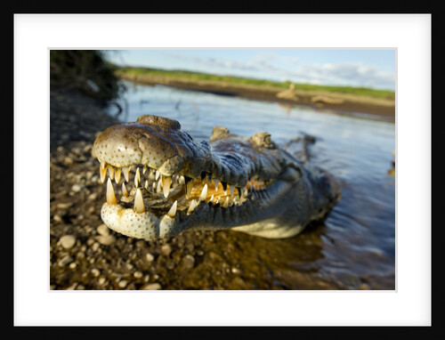 American Crocodile, Costa Rica by Anonymous