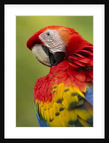 Scarlet Macaw, Costa Rica by Anonymous