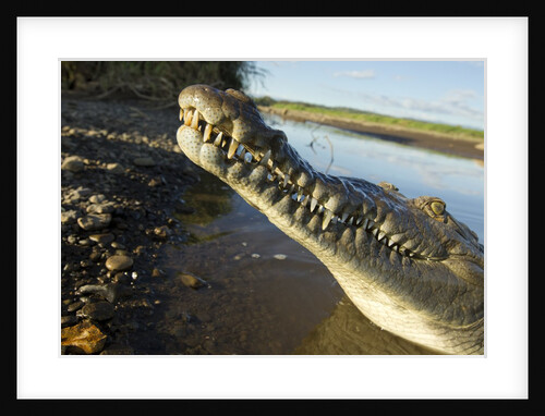 American Crocodile, Costa Rica by Anonymous