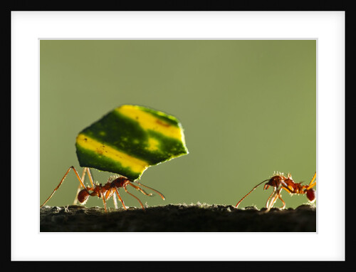 Leafcutter Ants, Costa Rica by Anonymous
