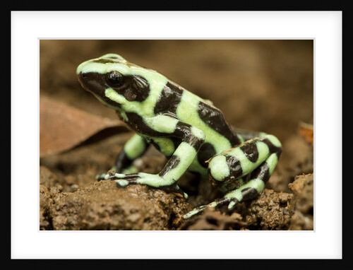 Poison Dart Frog, Costa Rica by Anonymous