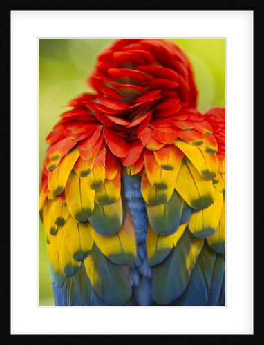 Scarlet Macaw, Costa Rica by Anonymous