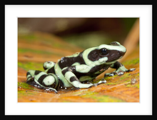 Poison Dart Frog, Costa Rica by Anonymous