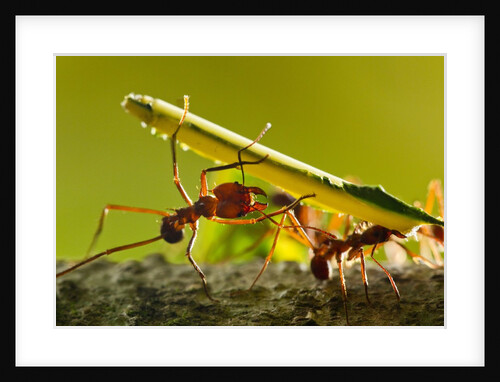 Leafcutter Ants, Costa Rica by Anonymous