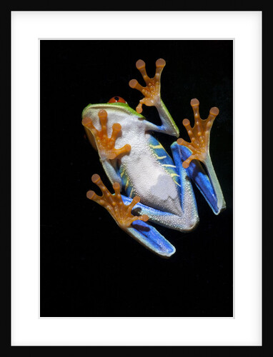 Red Eyed Tree Frog, Costa Rica by Anonymous