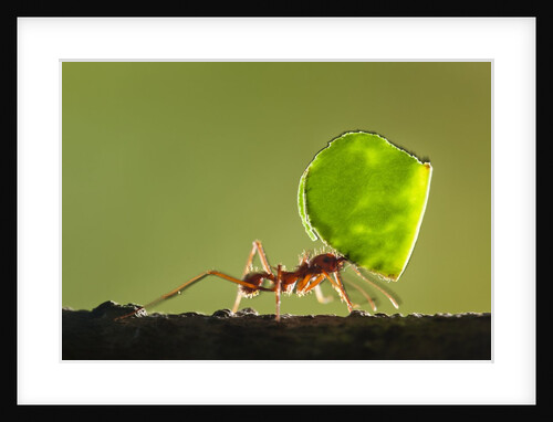 Leafcutter Ant, Costa Rica by Anonymous