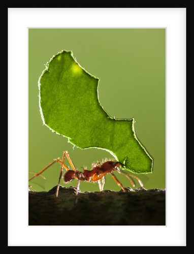 Leafcutter Ant, Costa Rica by Anonymous