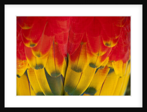 Scarlet Macaw, Costa Rica by Anonymous