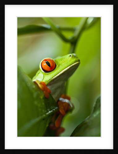 Red Eyed Tree Frog, Costa Rica by Anonymous