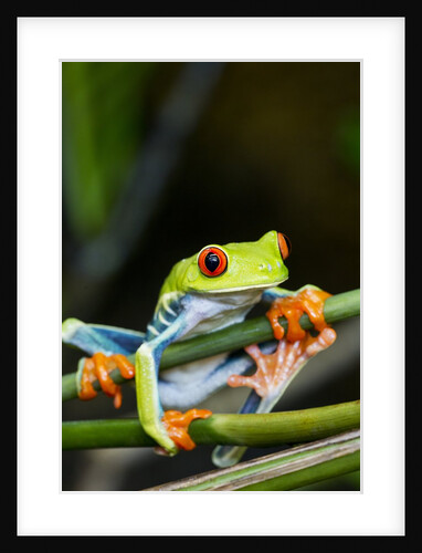 Red Eyed Tree Frog, Costa Rica by Anonymous