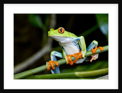 Red Eyed Tree Frog, Costa Rica by Anonymous
