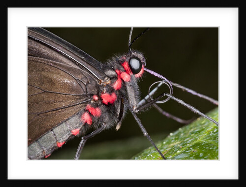 Green-Celled Cattleheart Butterfly, Costa Rica by Anonymous