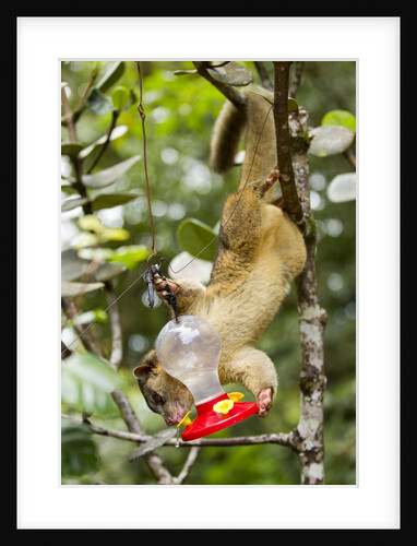 Olingo, Costa Rica by Anonymous