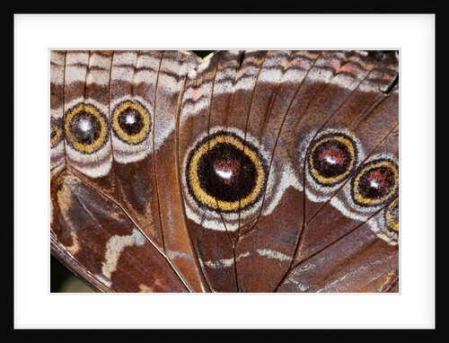 Blue Morpho Butterfly, Costa Rica by Anonymous