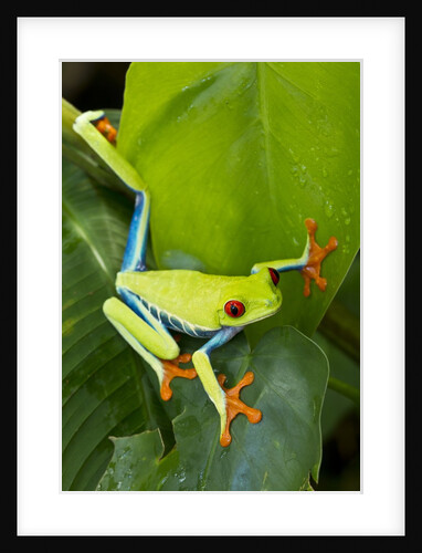 Red Eyed Tree Frog, Costa Rica by Anonymous