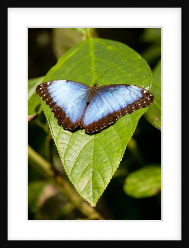 Blue Morpho Butterfly, Costa Rica by Anonymous