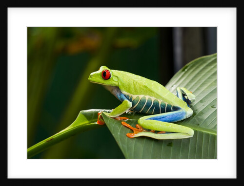 Red Eyed Tree Frog, Costa Rica by Anonymous