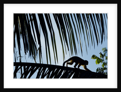 Spider Monkey, Costa Rica by Anonymous