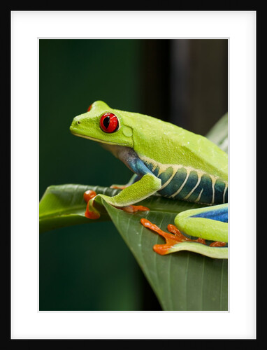 Red Eyed Tree Frog, Costa Rica by Anonymous