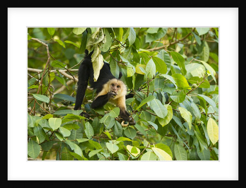 White-Faced Capuchin , Costa Rica by Anonymous