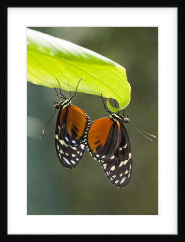 Tiger Longwing Butterfly, Costa Rica by Anonymous