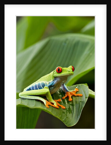 Red Eyed Tree Frog, Costa Rica by Anonymous