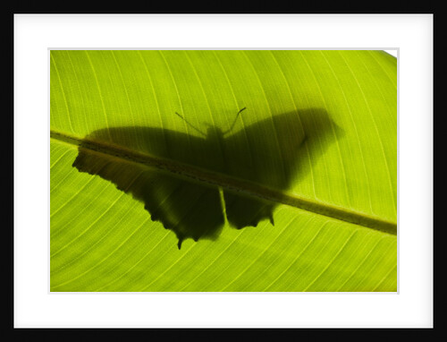 Butterfly, Costa Rica by Anonymous
