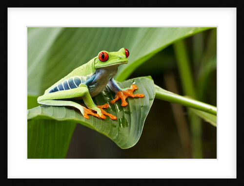 Red Eyed Tree Frog, Costa Rica by Anonymous