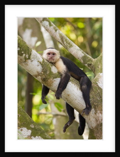White-Faced Capuchin , Costa Rica by Anonymous