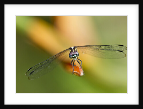 Dragonfly, Osa Peninsula, Costa Rica by Anonymous