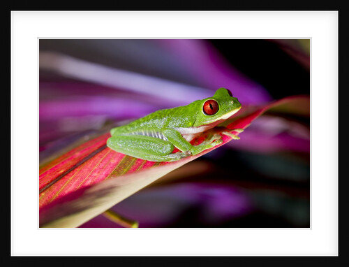 Red Eyed Tree Frog, Costa Rica by Anonymous
