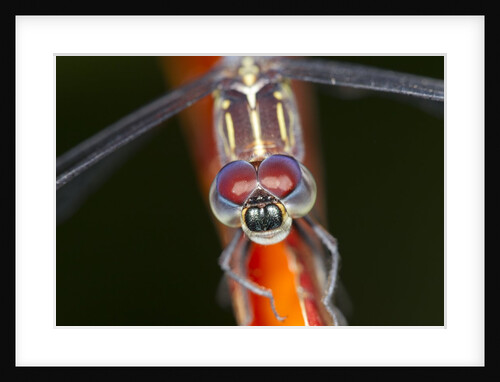 Dragonfly, Osa Peninsula, Costa Rica by Anonymous