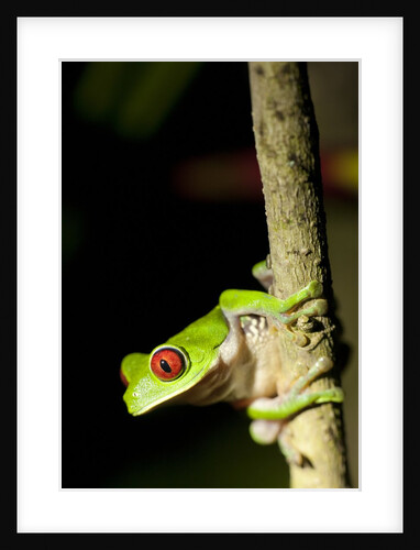 Red Eyed Tree Frog, Costa Rica by Anonymous