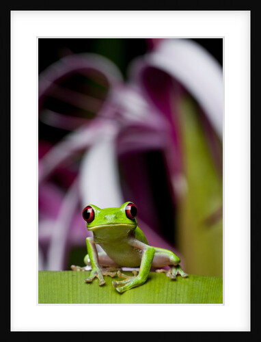 Red Eyed Tree Frog, Costa Rica by Anonymous