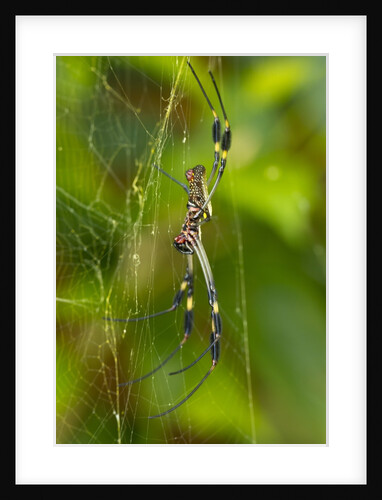 Golden Orb Weaver Spider, Costa Rica by Anonymous