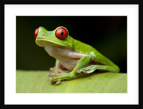 Red Eyed Tree Frog, Costa Rica by Anonymous