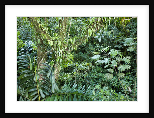 Rainforest, Costa Rica by Anonymous