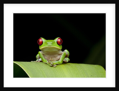 Red Eyed Tree Frog, Costa Rica by Anonymous