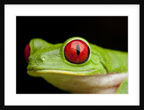 Red Eyed Tree Frog, Costa Rica by Anonymous