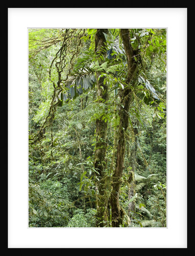 Rainforest, Costa Rica by Anonymous