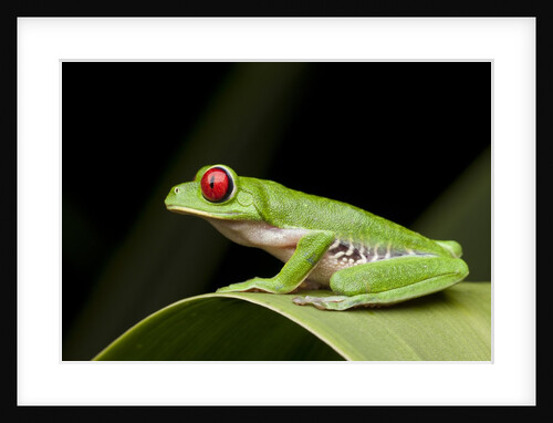 Red Eyed Tree Frog, Costa Rica by Anonymous