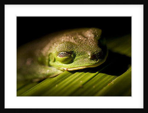 Red Eyed Tree Frog, Costa Rica by Anonymous