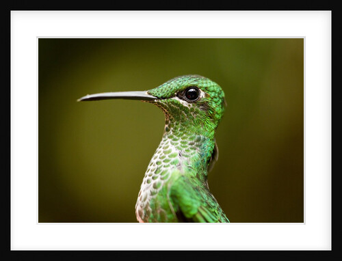 Hummingbird, Costa Rica by Anonymous