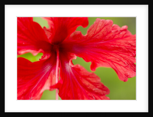 Tropical Flower, Costa Rica by Anonymous