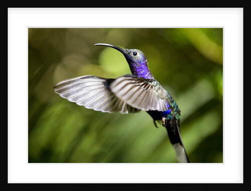 Hummingbird, Costa Rica by Anonymous