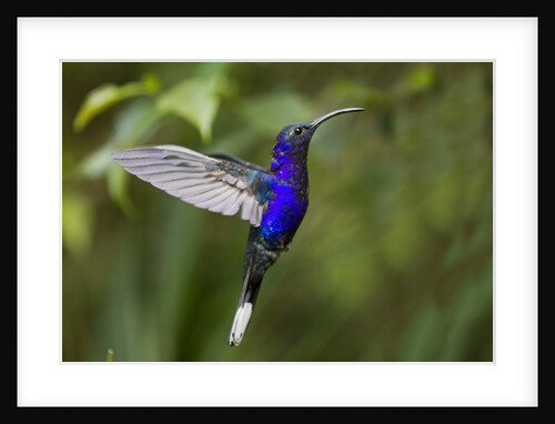 Hummingbird, Costa Rica by Anonymous