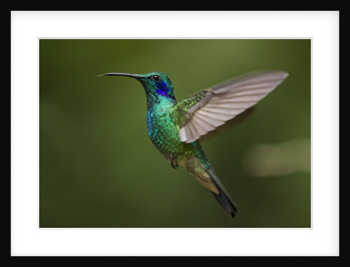 Hummingbird, Costa Rica by Anonymous