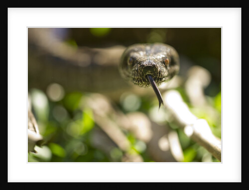 Boa Constrictor Snake, Costa Rica by Anonymous