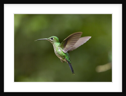 Hummingbird, Costa Rica by Anonymous