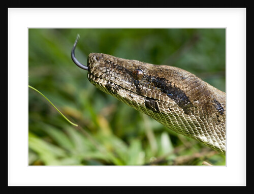 Boa Constrictor Snake, Costa Rica by Anonymous